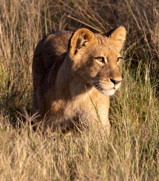 istock Lion Club 1402516735