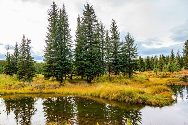 istock The shallow lake 1402516787