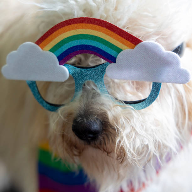 istock Proud Puli puppy dog 1402516999