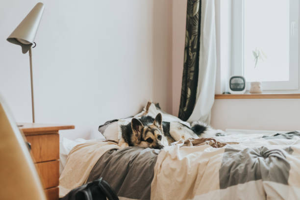 istock Tired puppy sleeping on bed at home 1402517016