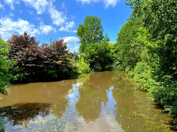 A small river through the forest with very muddy water.