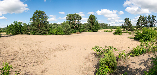 Sand dunes in the summer in the forest among the trees. Sand overburden in South Bohemia - Vlkov, Czech Republic