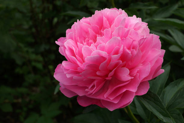 istock Paeonia  Joker.  Double pink peony flower. 1402518524