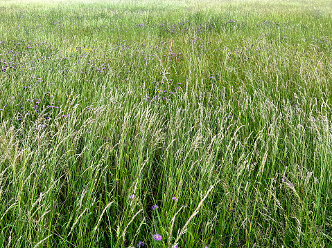 A very green meadow with long wild plants.