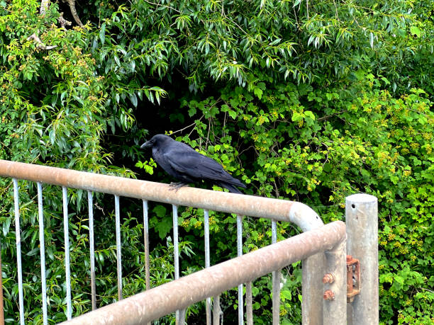 istock A raven on an iron gelling in nature in summer. 1402519392