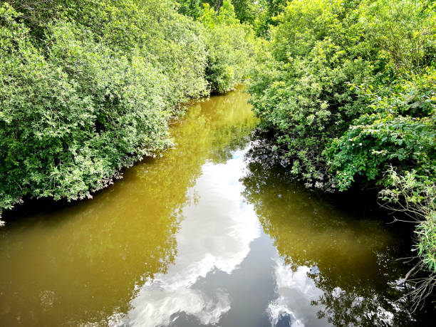 istock A small river with muddy water and many trees in summer. 1402519466