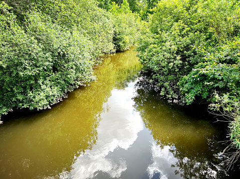 A small river with muddy water and many trees in summer.
