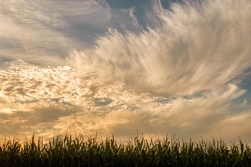 Sunset clouds above field of corn stalks ready to be harvested.\n\nTaken in Livermore, California, USA