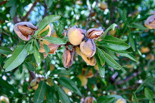 Close-up of ripening almond (Prunus dulcis) fruit growing in clusters on a central California orchard.