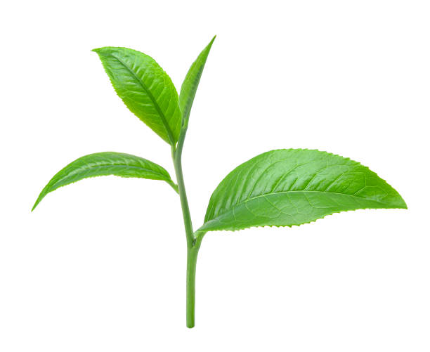 chá verde de folha isolada no branco  - green tea tea tea leaves green - fotografias e filmes do acervo