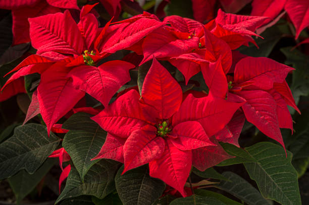 imagen de una colorida planta de flor de pascua roja - poinsettia flower potted plant plant fotografías e imágenes de stock