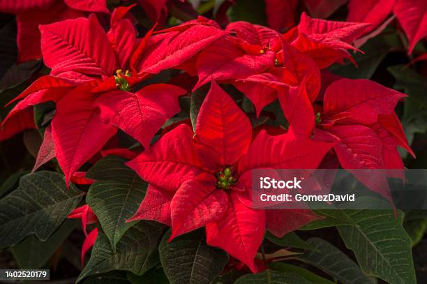 Image Of A Colorful Red Poinsettia Plants Stock Photo - Download Image Now - Poinsettia, Potted Plant, Christmas