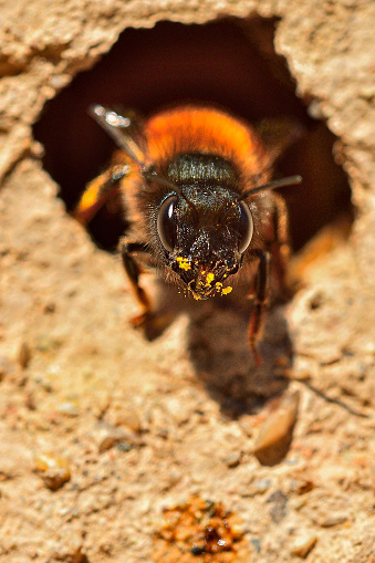 Bombus or Bumblebee, is a genus of Hymenoptera of the Apidae family.