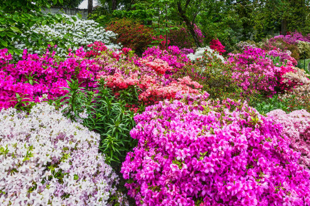 istock Spring blossoming rhododendron flowers 1402520526
