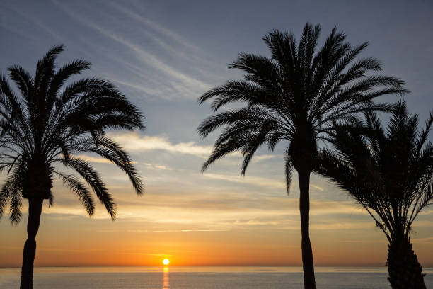 istock Palm beach, seaside, sunset view. Summer nature scene. 1402520603