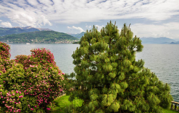 istock Stresa embankment, Lombardy, Italy 1402520635