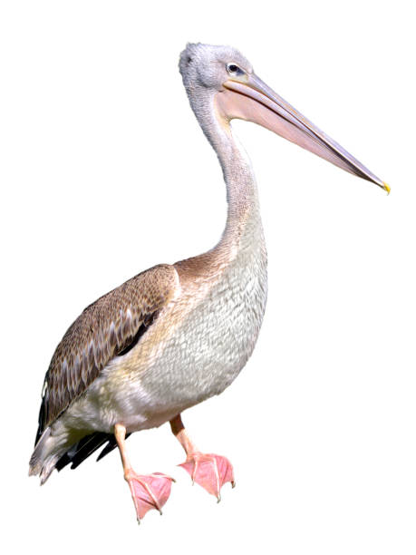 istock Isolated of he great white pelican 1402520754