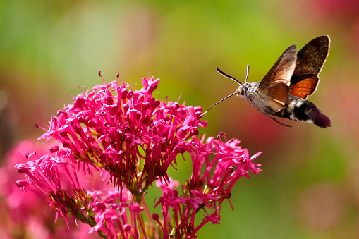 A closeup shot of a white-lined sphinx on the purple flower