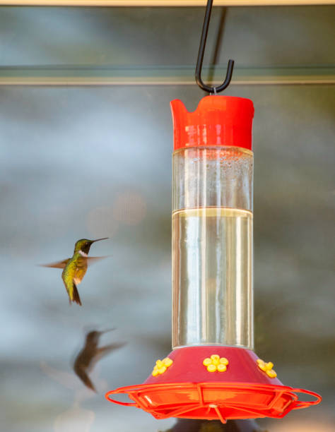 istock Male Ruby Throated Hummingbirds at feeder #4 1402521713