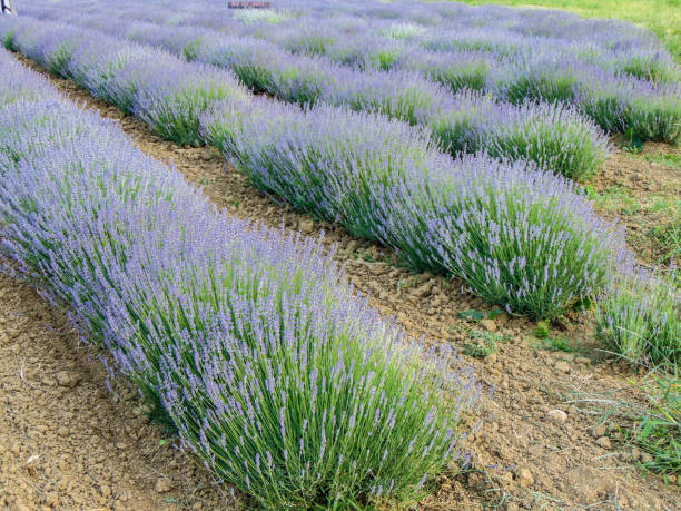 istock lavender field in the summer - in Romania 1402521745