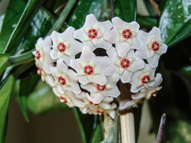 istock Honeyplant (Hoya carnosa) flower - close up 1402521762