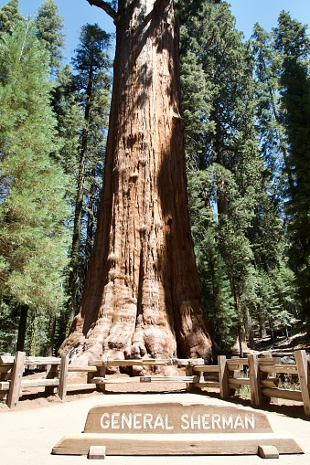 View of the general sherman, the highest sequoia tree in Sequoia national park, California, USA