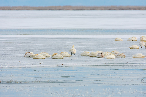 Tundra swans on frozen lake, Bear River Migratory Bird Refuge, Utah