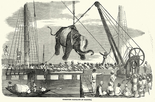 Vintage illustration Elephants being unloaded from a ship at Calcutta, India, 1850s, Victorian 19th Century