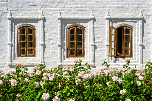 Windows of house and nice rose flowers in Kazan Kremlin, Russia. Vintage windows in old white outside wall in summer. Concept of habitat, eco, home landscaping, lifestyle, vacation and gardening.