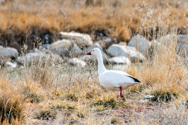 istock Adult Snow Goose, Bear River Migratory Bird Refuge 1402524677