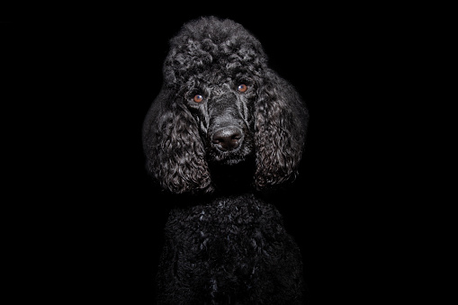 Standard Poodle in the formal gardens of a stately house in the UK