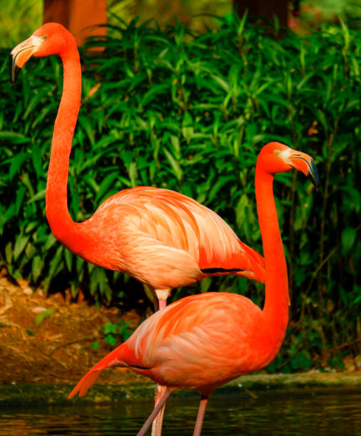 istock Pair of Flamingos 1402524845