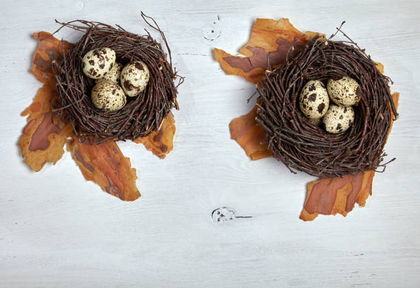 Quail eggs in bird nests woven from delayed branches on a white wooden table. Top view with copy space. Flat lay