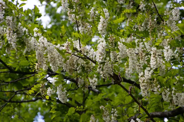 White blossoms of a robinia, also called locust tree or Robinia pseudoacacia