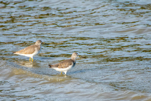 istock Sandpipers in water on Whidbey Island 1402525923