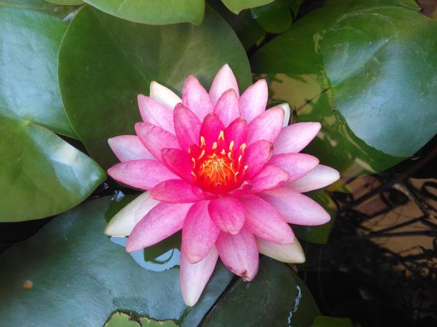 istock The beautiful Nymphaea flower in garden 1402526012