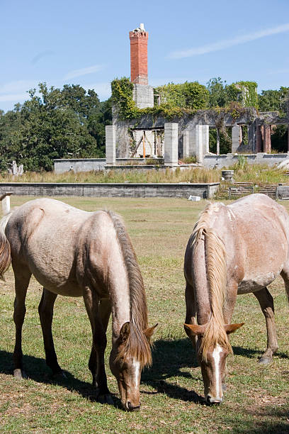 cavalli selvaggi carnegie estate rovine - cumberland island georgia island history foto e immagini stock