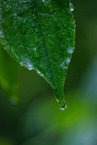 after a heavy land rain the rain water collects on this leaf of a pasture grass