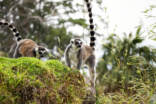 A pair of lemurs attentive and playing. They are typical animals of the African island of Madagascar