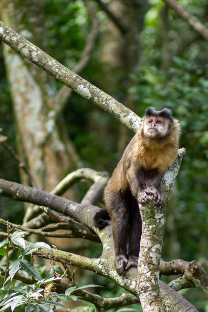 istock A cute monkey on the tree in the nature 1402527703