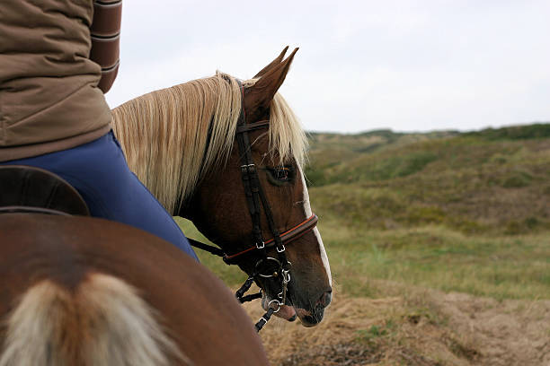 cavallo guardando indietro - horse animal head animal sky foto e immagini stock