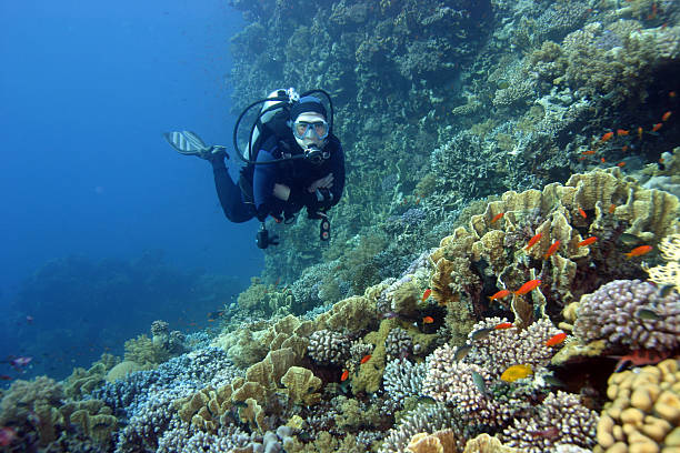 istock scuba diver in the Red sea 140252824