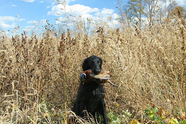 wyroby pokryte retriever z pheasant - flatcoat zdjęcia i obrazy z banku zdjęć