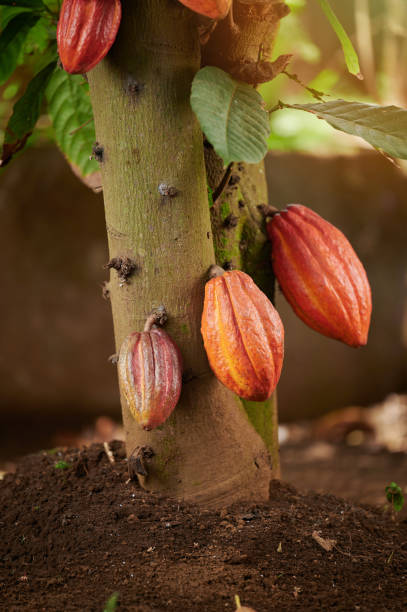 istock Close up of cacao tree on ground 1402529274