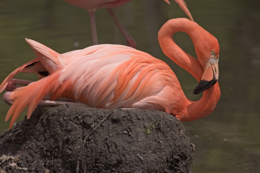 Full View of an American Flamingo