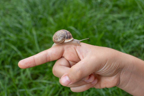 Study of nature and the environment. Small snail on a child's hand