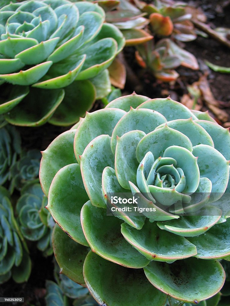 Aeonium-verde piante tropicali - Foto stock royalty-free di Aeonium haworthii