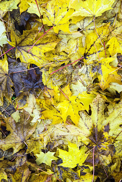 leaf in rainny fall stock photo