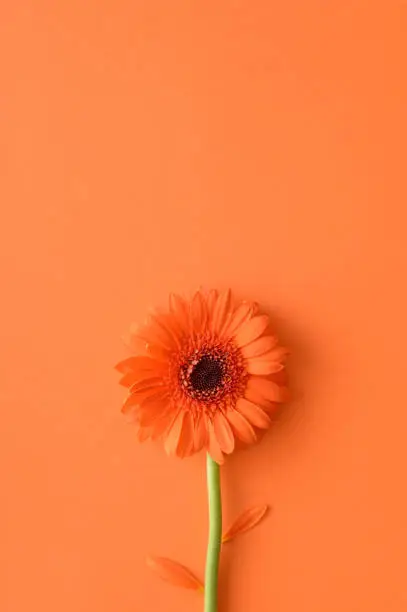 Orange gerbera daisy flower on a orange background monochromatic spring concept