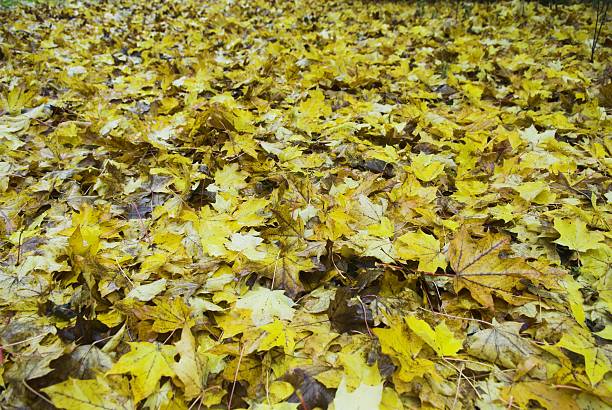 leaves on the ground stock photo